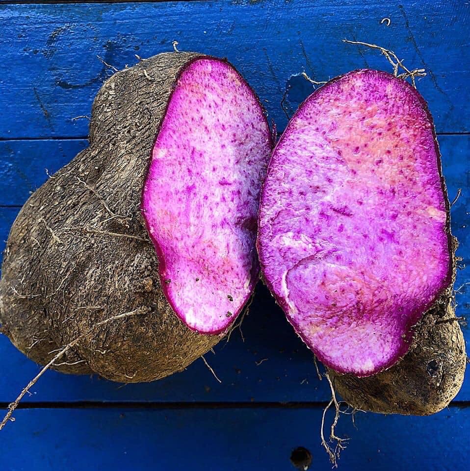 Chọn khoai tím, càng tím càng ngon